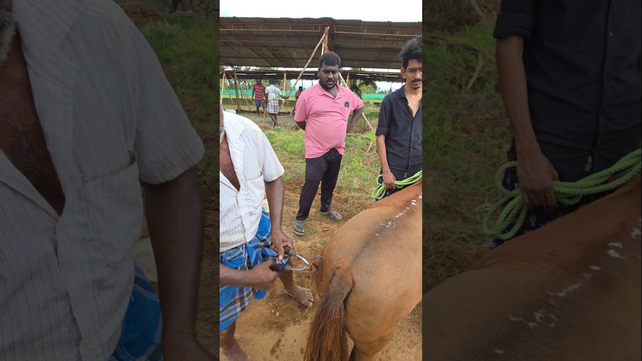 Horse haircut scene..Andhiyur market..#village #reels #anthiyur