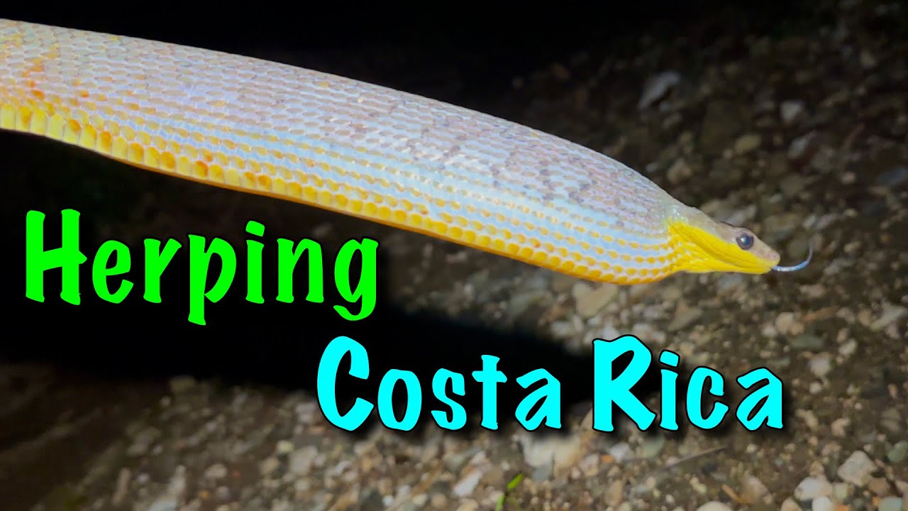 Ambushed by a Giant Fer-de-Lance! (Rare Coral Snake Discovery) Costa Rica Herping Adventure