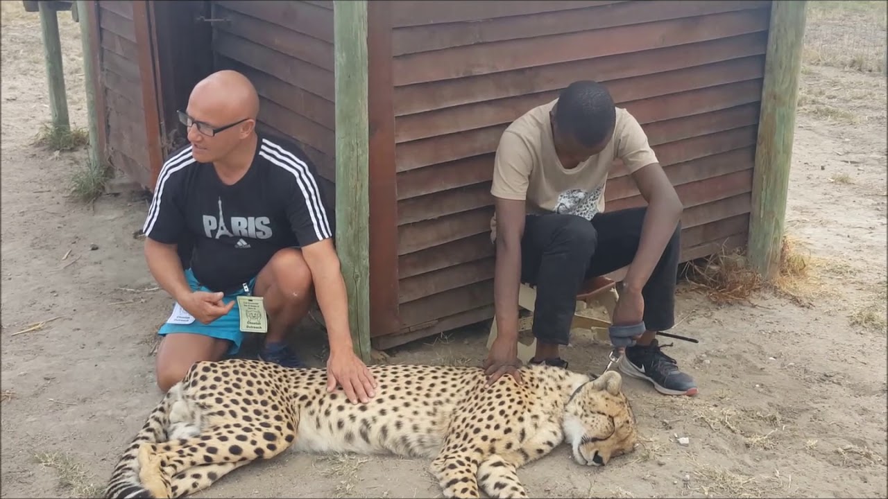 cheetah outreach Sanctuary, Cape Town.