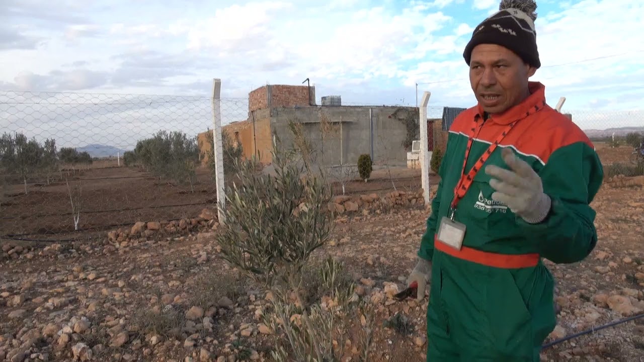 تكوين أشجار الزيتون الصغيرة من منطقة العروي بالريف المغربي ورحم الله الغارس والفلاح