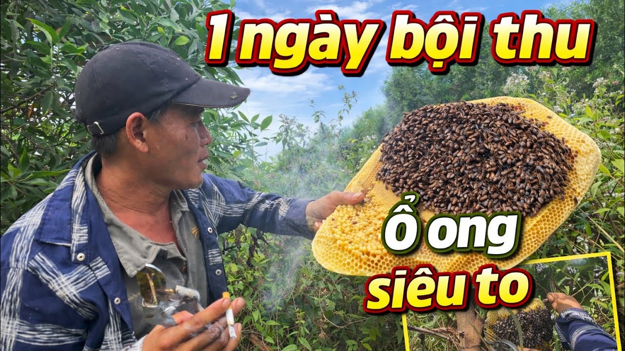 1 ngày bắt ong bội thu🐝 #bee #viral #xuhuongyoutube #xh 
