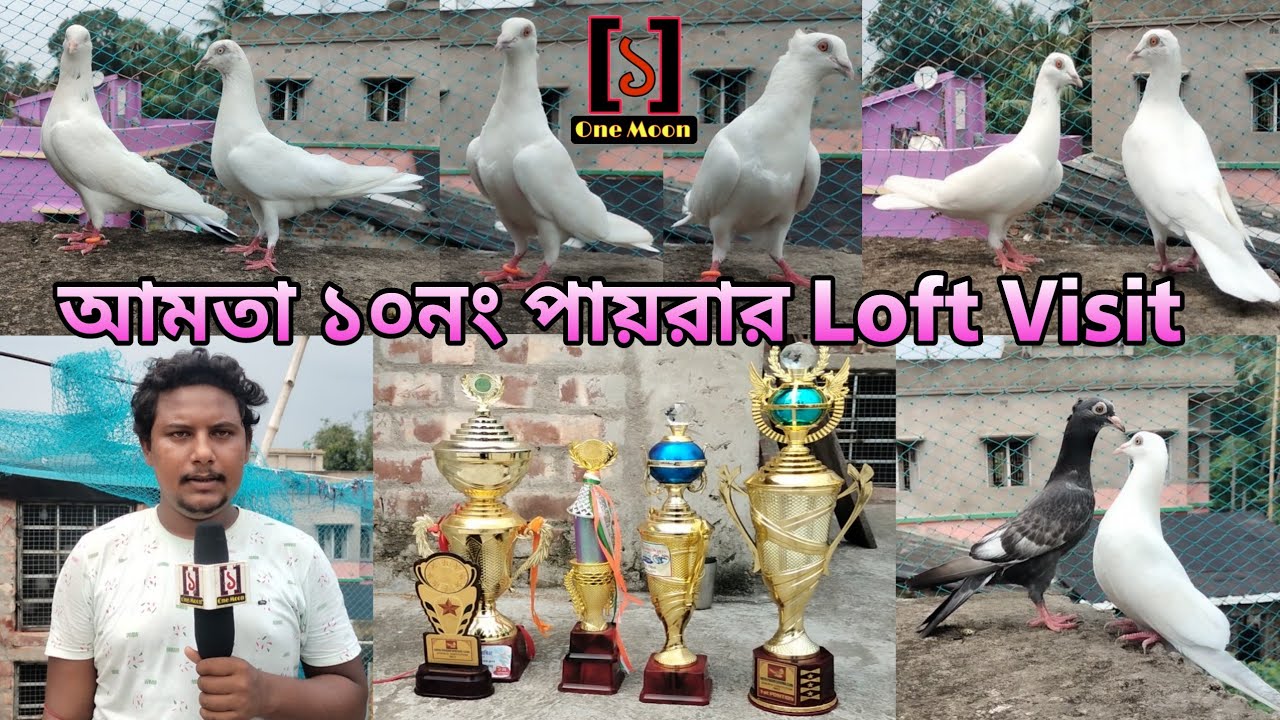 Howrah Amta Pigeon Loft Visit | High Flying & Top Quality Best Pigeon | One Moon