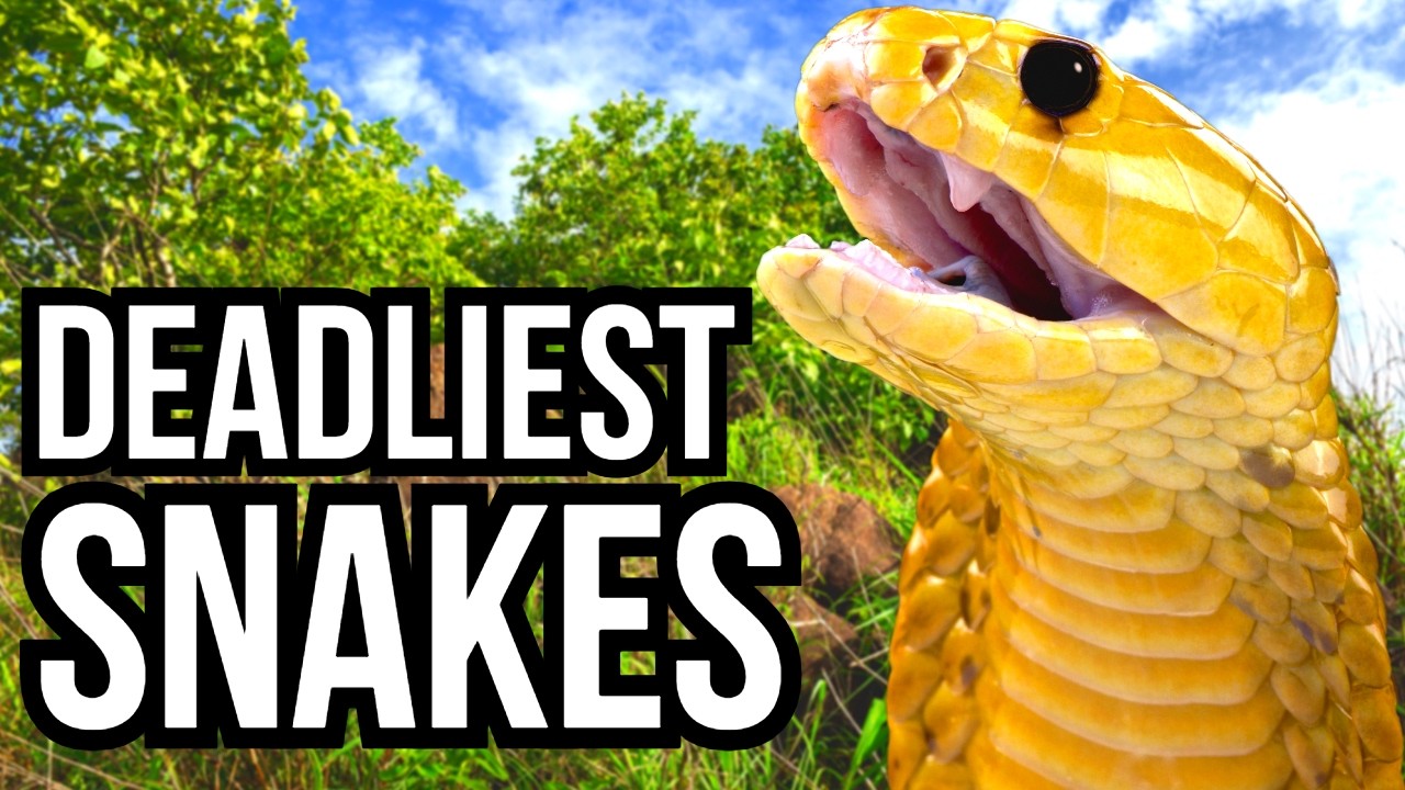 Ranking Each Of The 7 Continents By Their Deadliest Snake