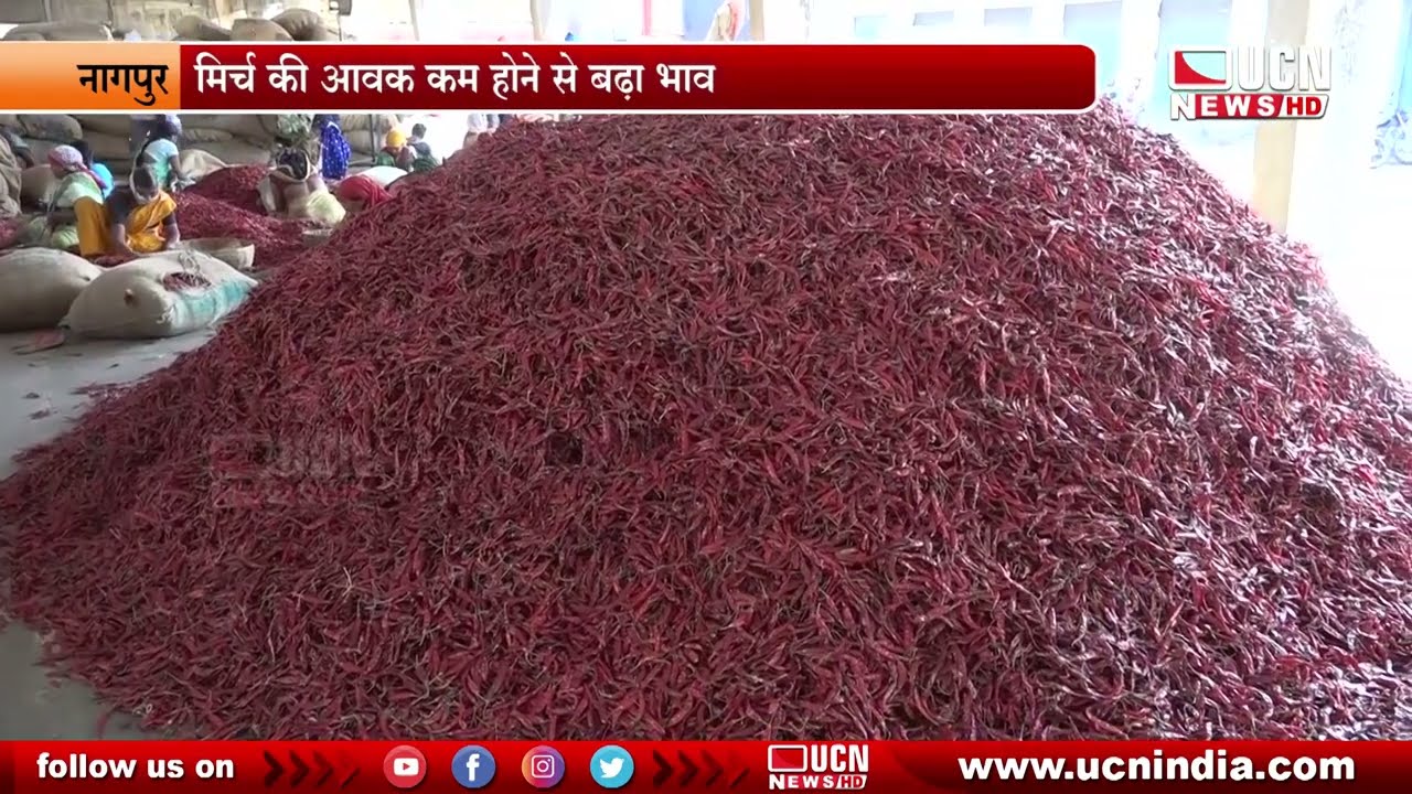 नागपुर - मिर्च की आवक कम होने से बढ़ा भाव