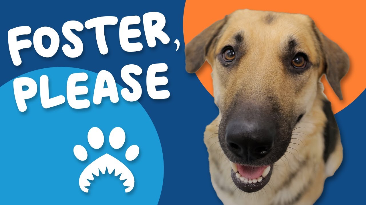 Foster, Please; These Pets Would Love to Heal in Your Home!