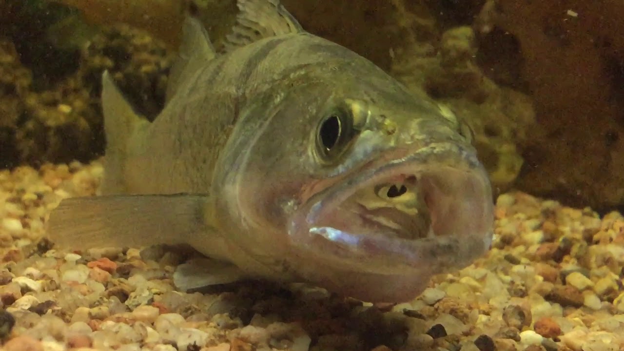 Amazing attack in slow motion ( Zander, Perch, Pike...)
