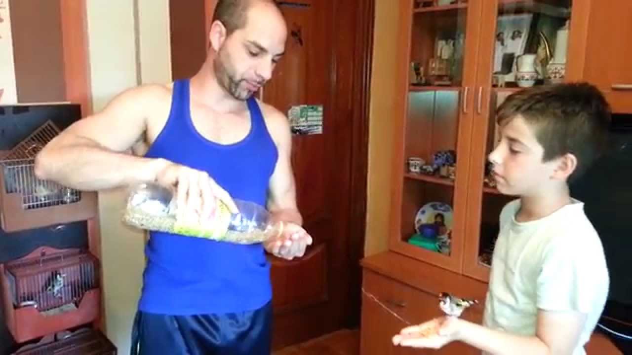 jilguero domesticado 1 pizbu