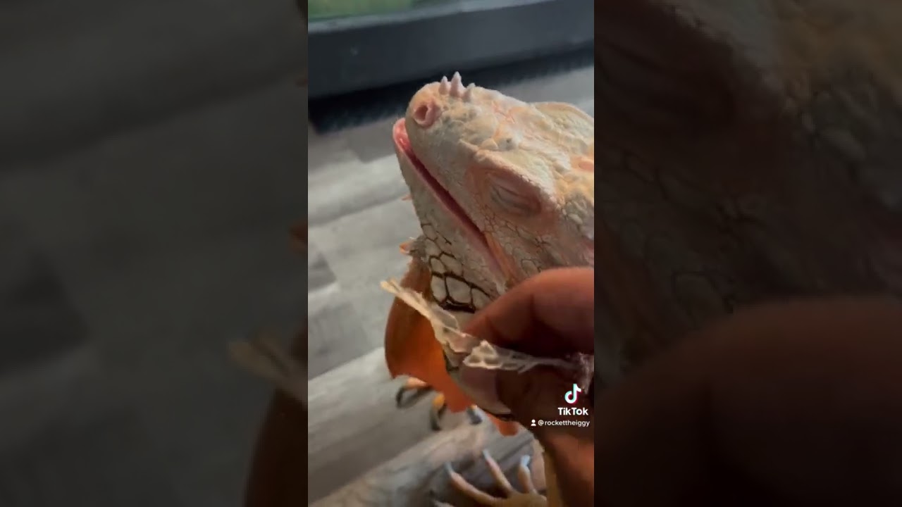 Rocket finally shed his other jowl #pet #asmr #petlover #reptile #iguana