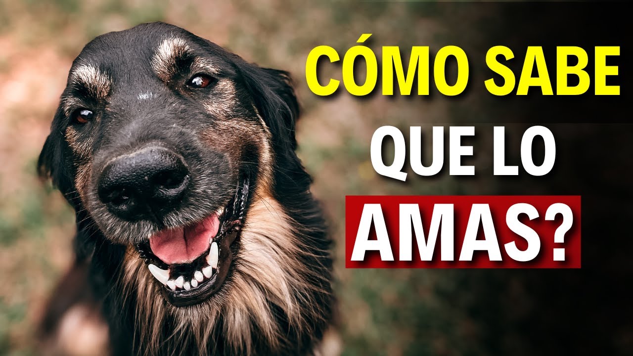21 MANERAS de Decirle  A TU PERRO que LO AMAS 🐶💙