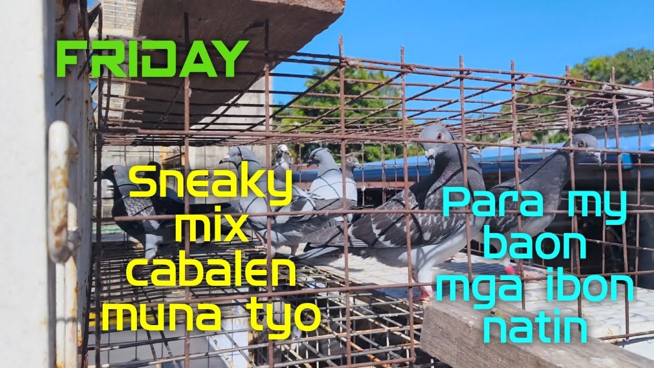 Friday sneaky mix cabalen muna tyo,para my baon mga ibon natin
