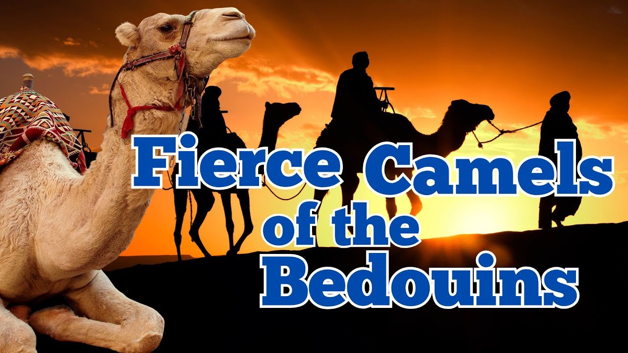 The Battle Camels of the Bedouins: Fierce Warriors of the Desert