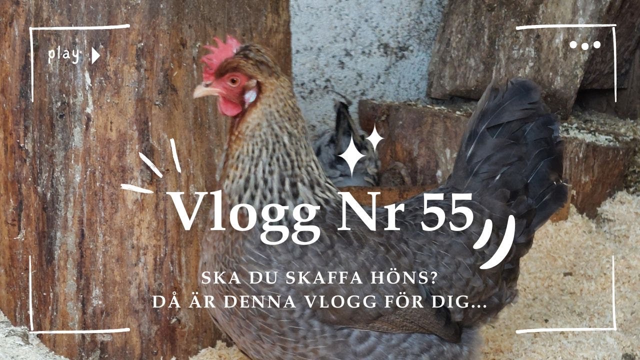 Ska du skaffa höns? Då är denna vlogg för dig - Vlogg Nr. 55