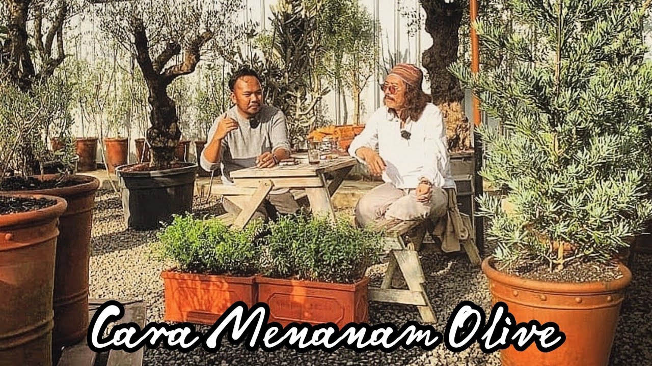 The House of Olive Part 2 - Cara Menanam Olive