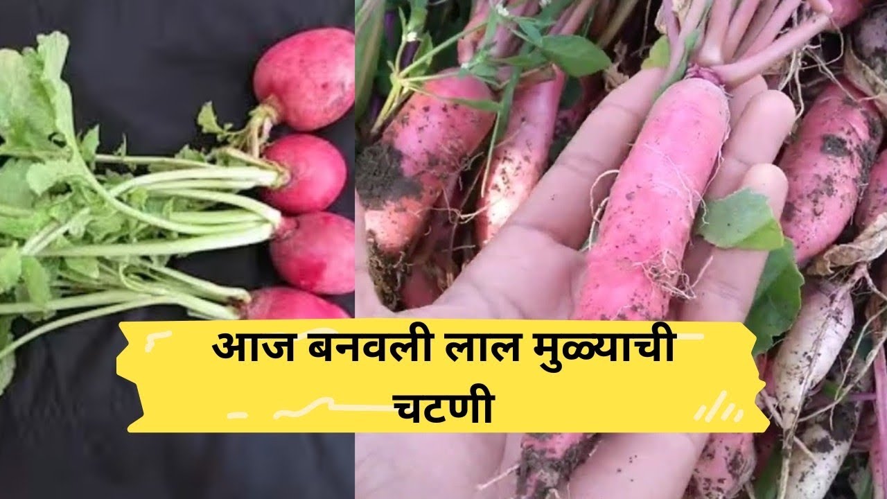 तुम्ही सफेद मुळ्याची भाजी खूप खाल्ली असेल लाल मुळ्याची भाजी खाऊन बघा|पहाडी लाल मुली|Lal muli#317#