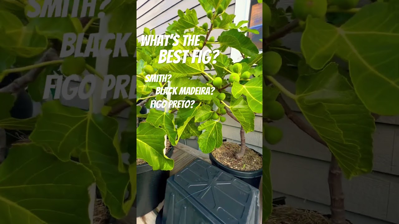 What&rsquo;s the BEST FIG?