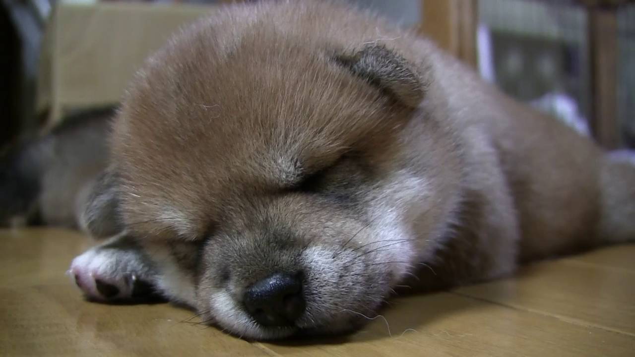全員スイッチオフ　☆柴犬☆アズ＆コタ、新ファミリーの日常