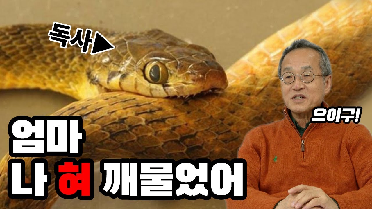 독사는 실수로 자기 혀를 깨물면 어떻게 될까? [최재천의 아마존]