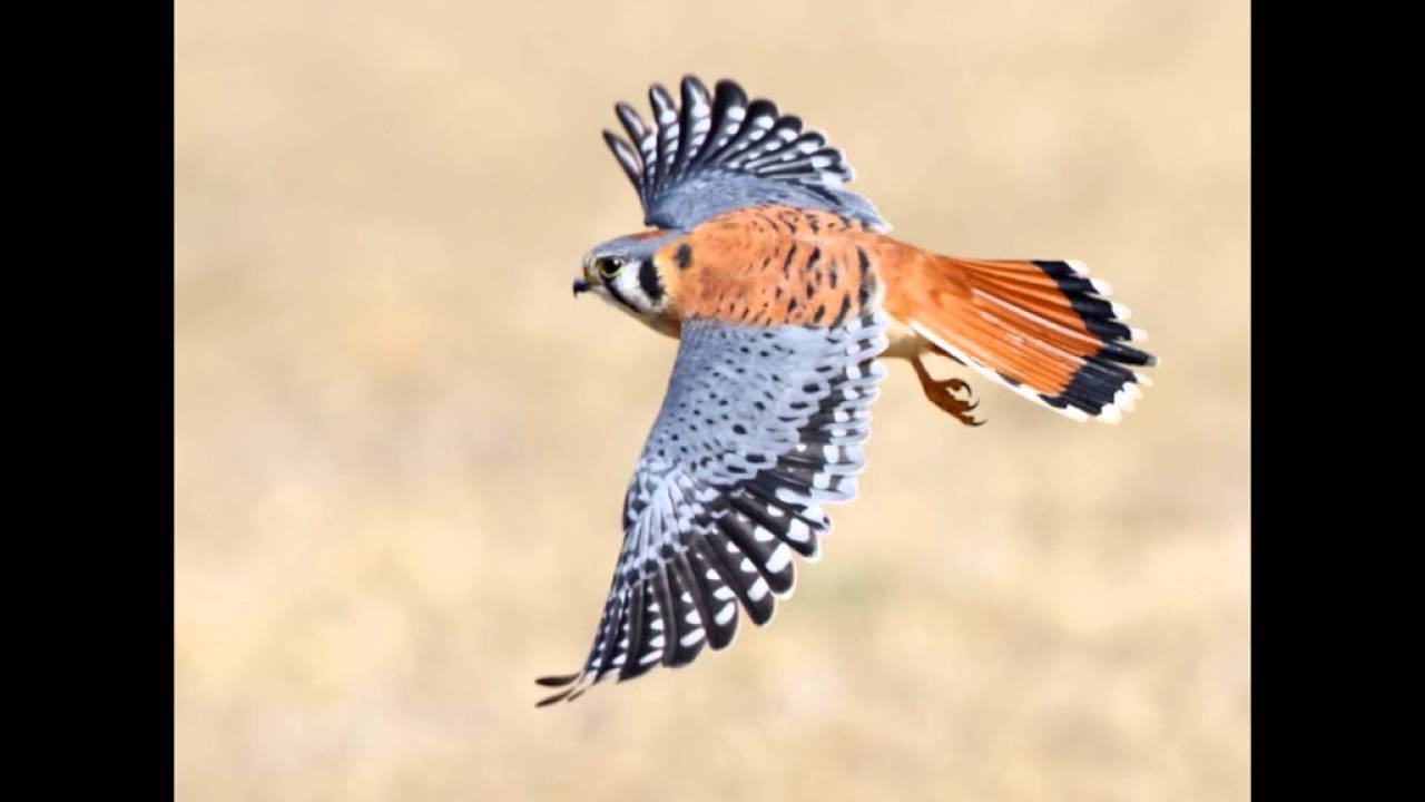 Aves de Guatemala y sus Sonidos