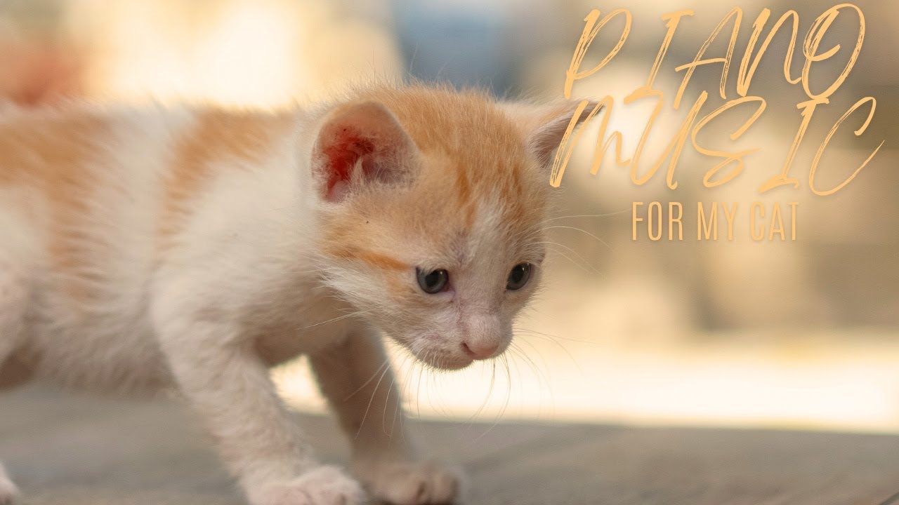 Soothing Music For Stressed Cats (Music To Help Your Cat Sleep)