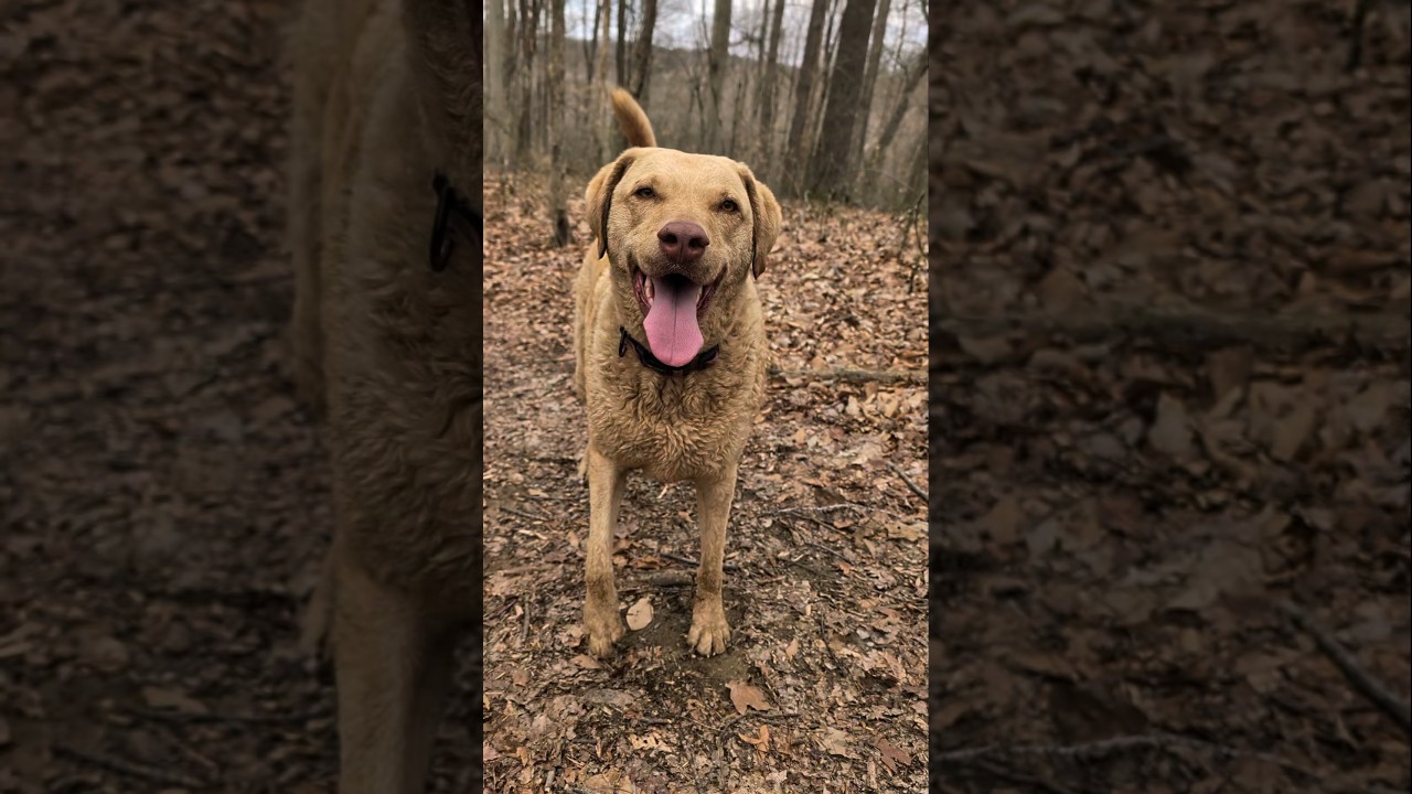 Rosie and mushroom #chesapeakebayretriever #frisbeedog #Sarcoscypha coccinea