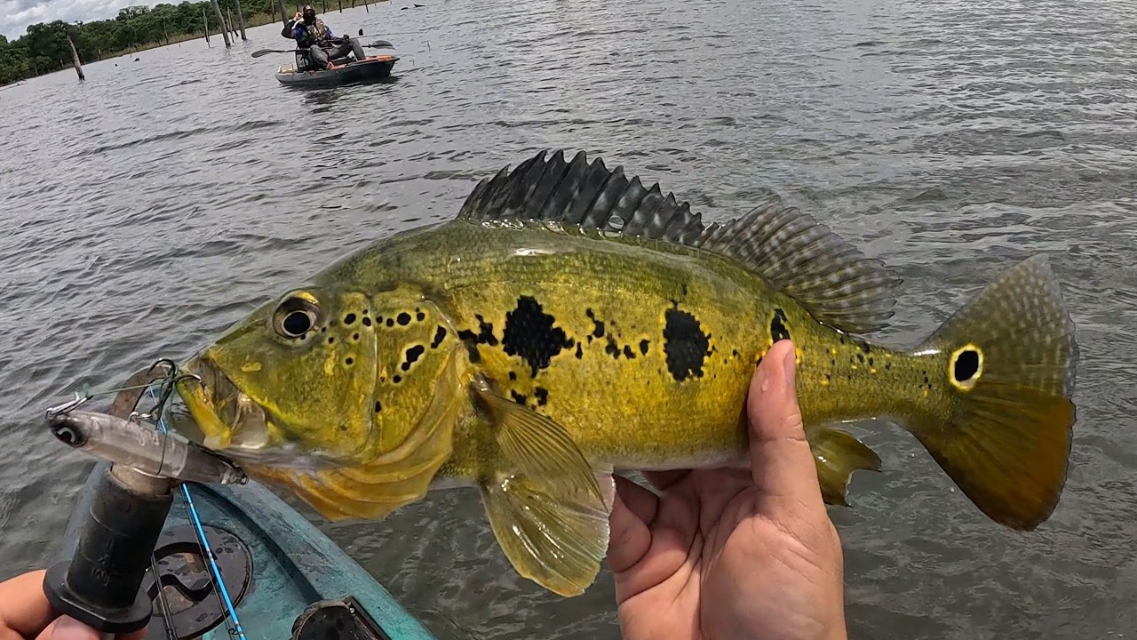Quando a Pescaria Vira Comédia | Pesca de Tucunaré no Xingu