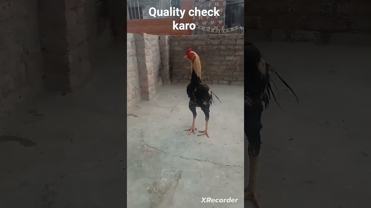 quality check karo sabhi bhaiyon Aseem yoga top quality