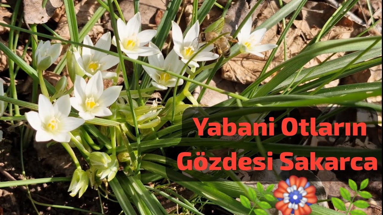 Sakarca🏵 Su Teresi🌿Körmen Topladık 