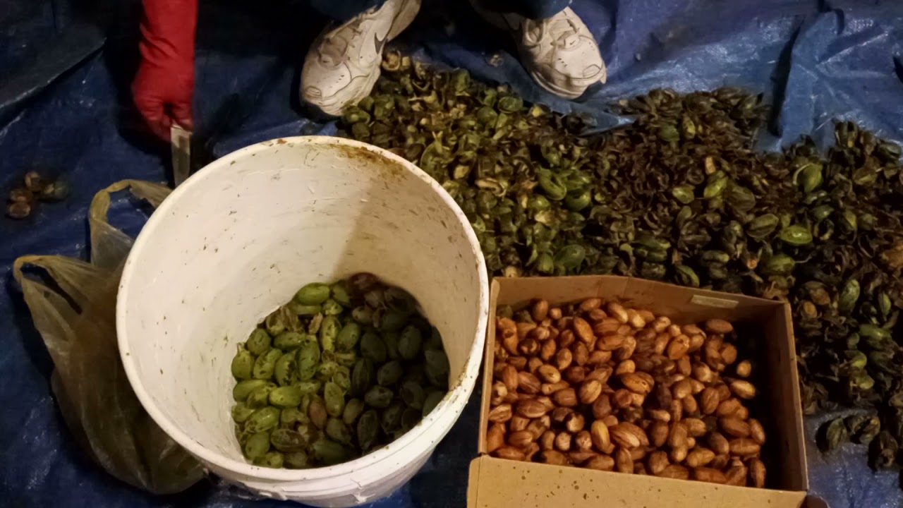 Easiest way to remove husk from pecans.