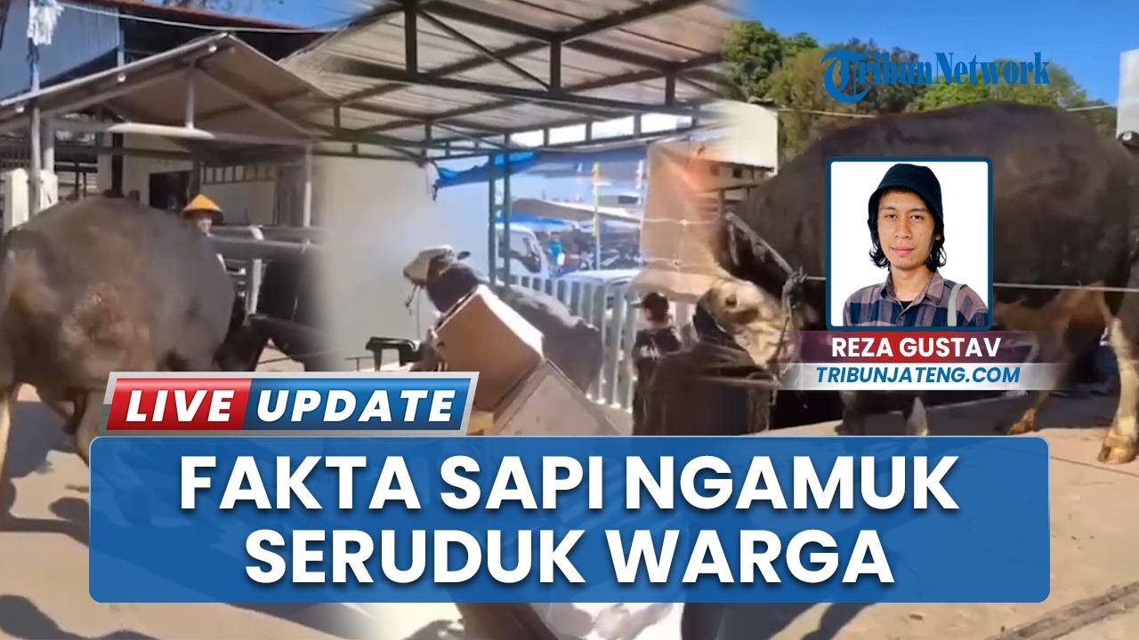 Fakta Sapi Ngamuk Seruduk Warga di Pasar Hewan Ambarawa hingga Pemilik Diminta Ganti Rugi Rp 8 Juta