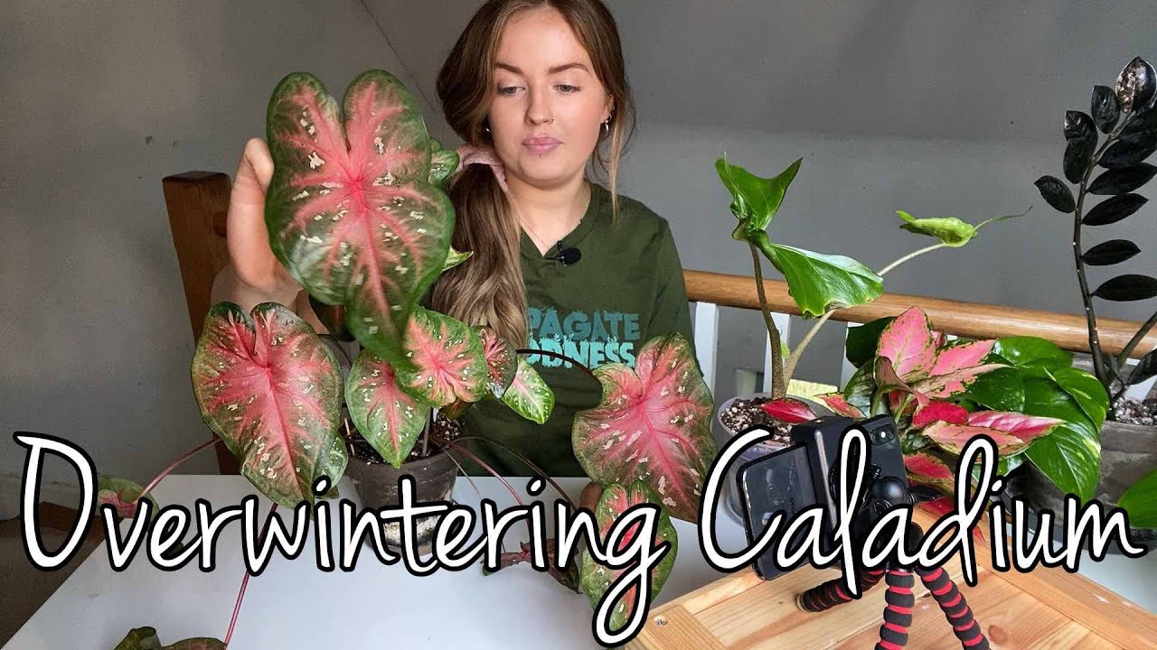 Overwintering Indoor Caladium | Storing Caladium During Winter
