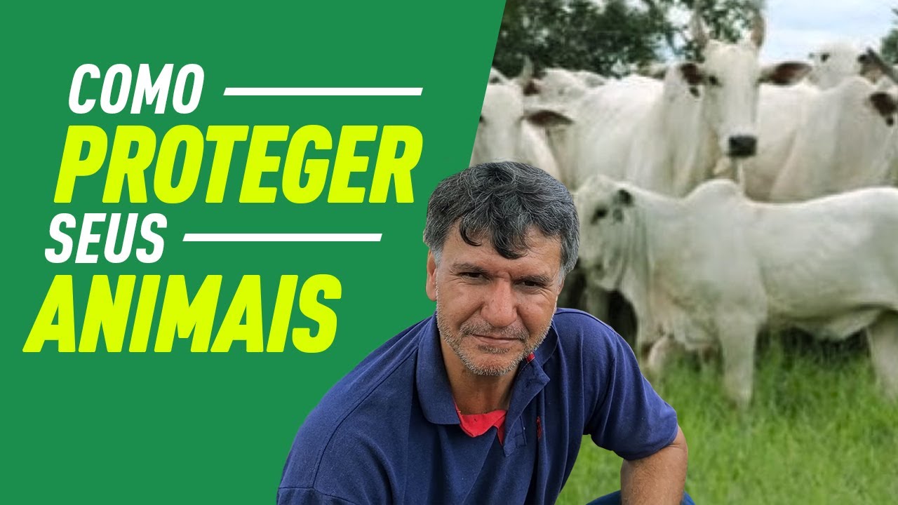 A importância de se proteger os animais através da vacinação.