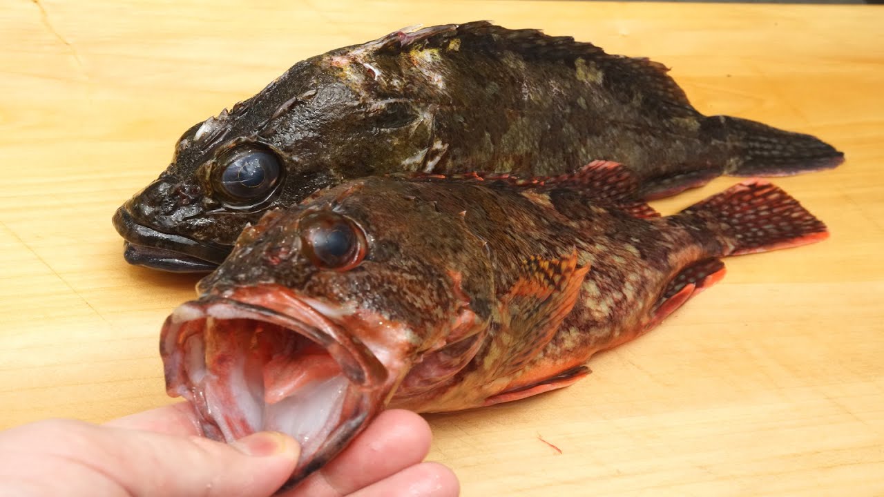 笠子（カサゴ）のさばき方と湯霜造りの刺身の作り方