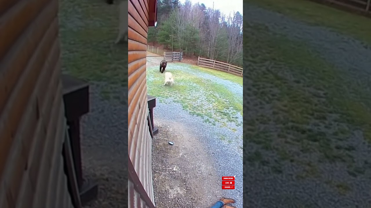 Golden Retriever Stops Wild Bear Near Adult | Incredible Dog Hero Moment 