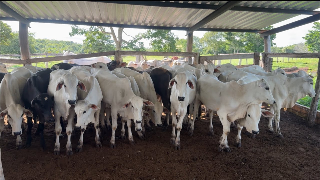 🚨Garrotes vendidos🐂🐂