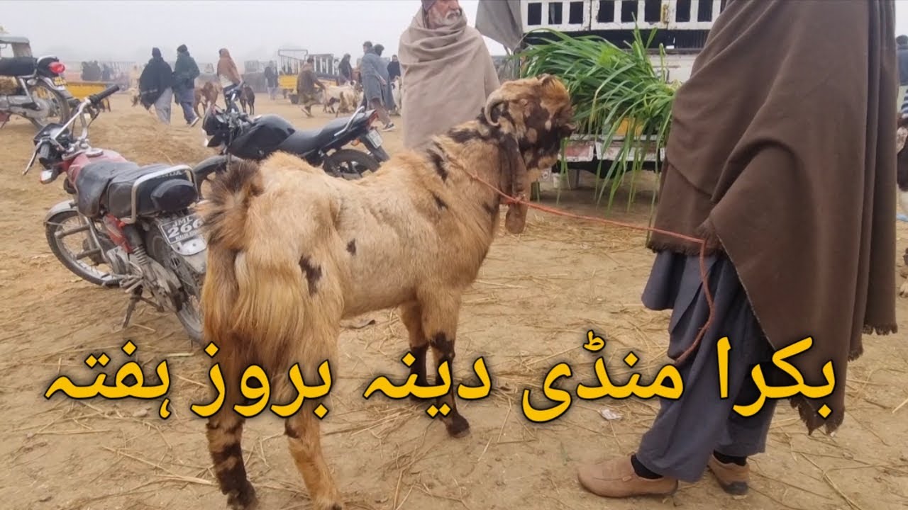 Bakra Mandi Dina Jhelum. بکرا منڈی دینہ جہلم بروز ہفتہ 3.1.2025 #dinamandi #onlinebakramandi