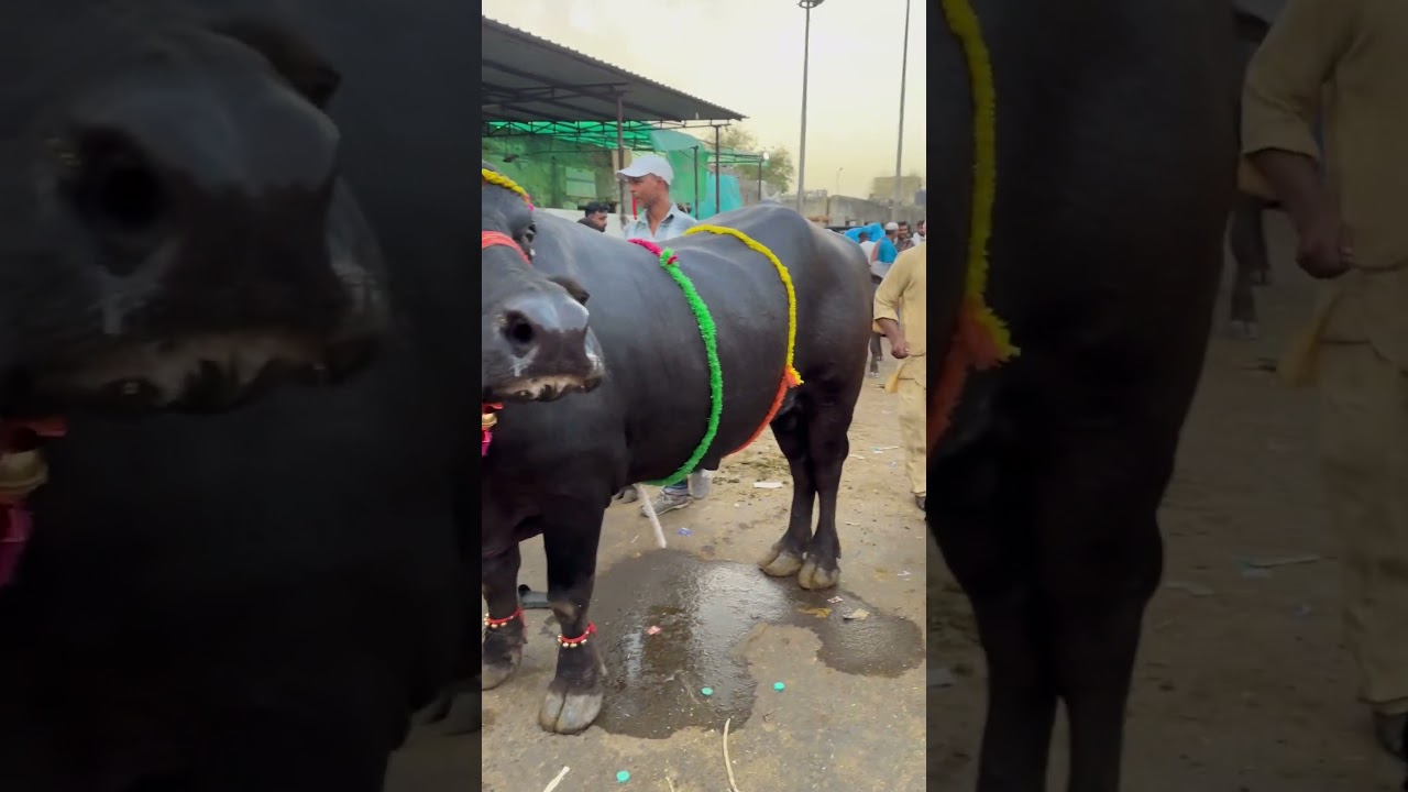 15 lakh ka katra 😱#ghazipur  mandi #delhi  sabse mehenga bhehesa