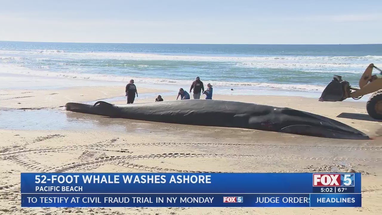 52-Foot Whale Washes Up On Pacific Beach In San Diego