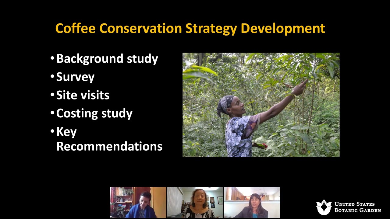 Plant Science Conversations: Global Coffee Conservation and Genetics (Online Discussion)