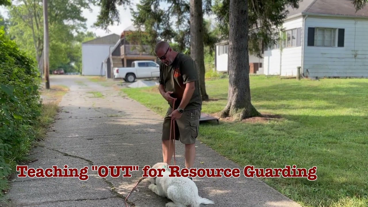 Jack's 21 Day Board & Train | 6 month old Doodle w/ resource guarding concern #dogbehavior