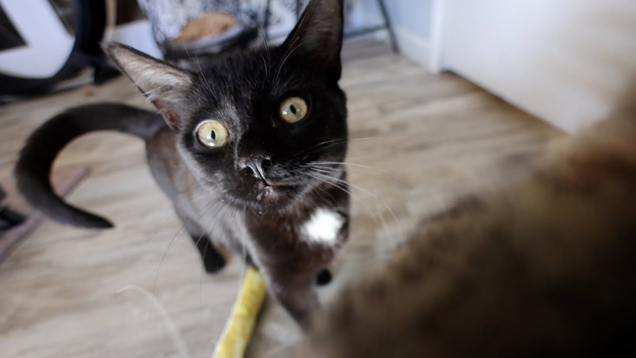 New cat and kittens