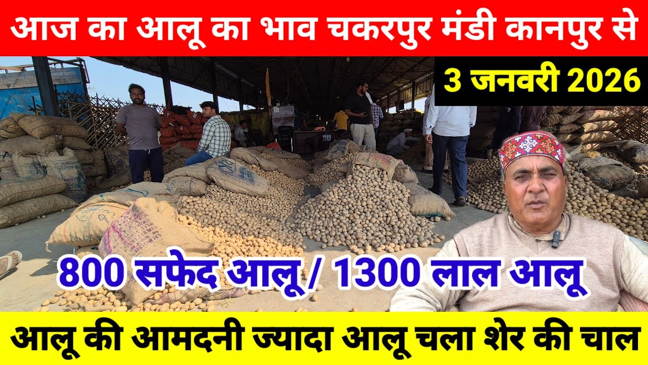 3 फरवरी 2026 // आज का आलू का भाव चकरपुर मंडी कानपुर से आलू की आमदनी ज्यादा आलू चला शेर की चाल