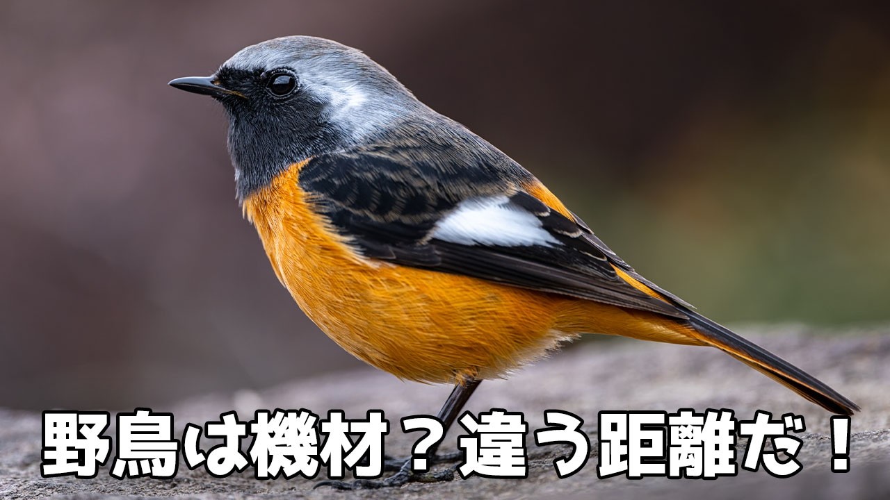 【持論】解像感は距離で決まる 高いカメラでも勝てない野鳥撮影の現実～野鳥撮影は距離と空気で決まる【野鳥が機材？違う！距離だ！！】