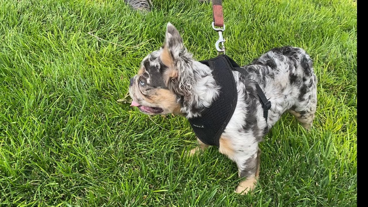 Mando upcoming fluffy Merle stud