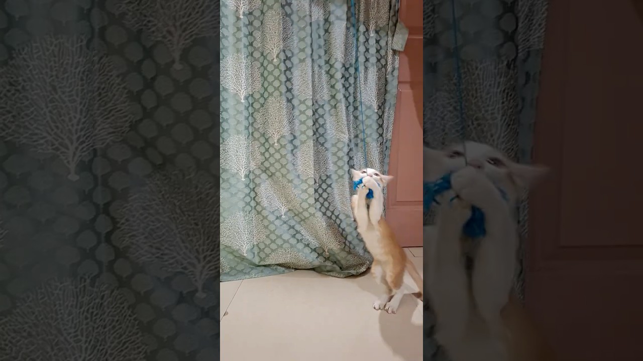 #cat