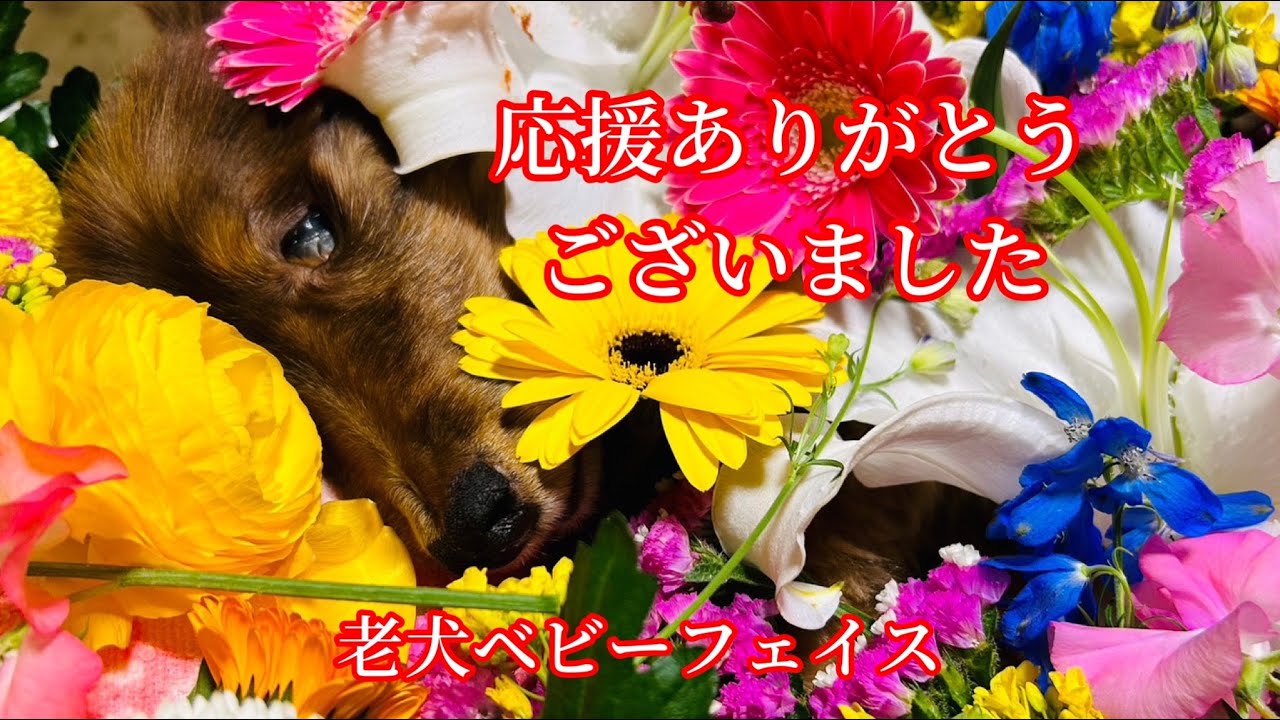 【虹🌈の橋を渡った日】17歳老犬ちょこちゃん  #犬  #虹の橋  #痙攣