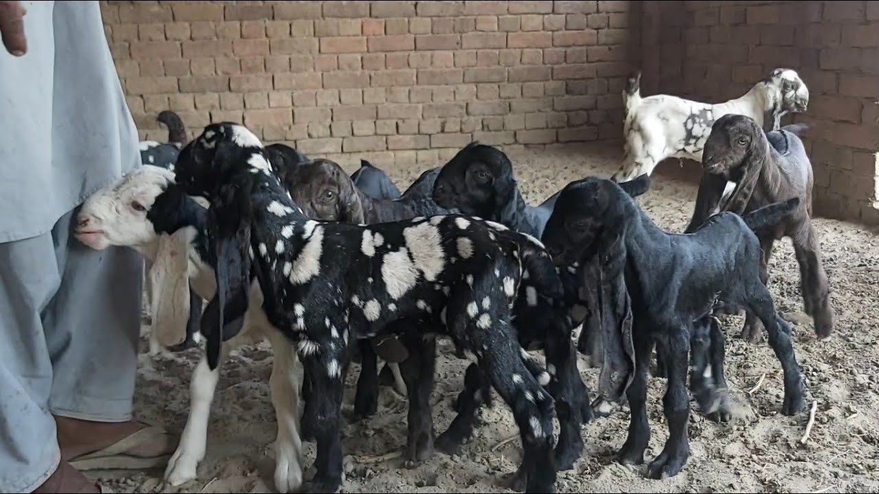DDP GOAT Breed Kids For Sale