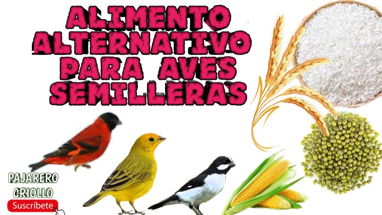 🌾Alimento Para CANARIO CRIOLLO y otras  Aves SEMILLERAS🌾