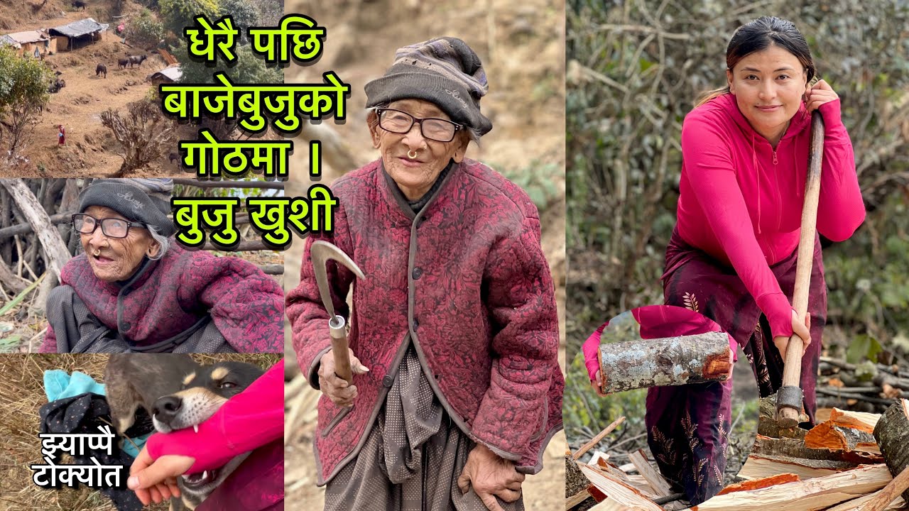 धेरैपछि बाजेबुजुको गोठमा । बुजु खुशी गोठको लागि दाउरा काट्दै । कुकुर केटोले के गर्छ गर्छ 😳