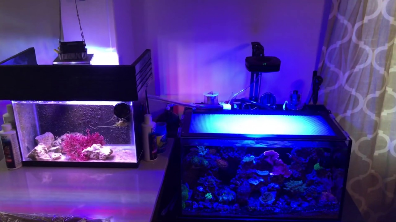 20 Gallon Innovative Marine Nuvo20 reef tank with a 5 gallon remote refugium.