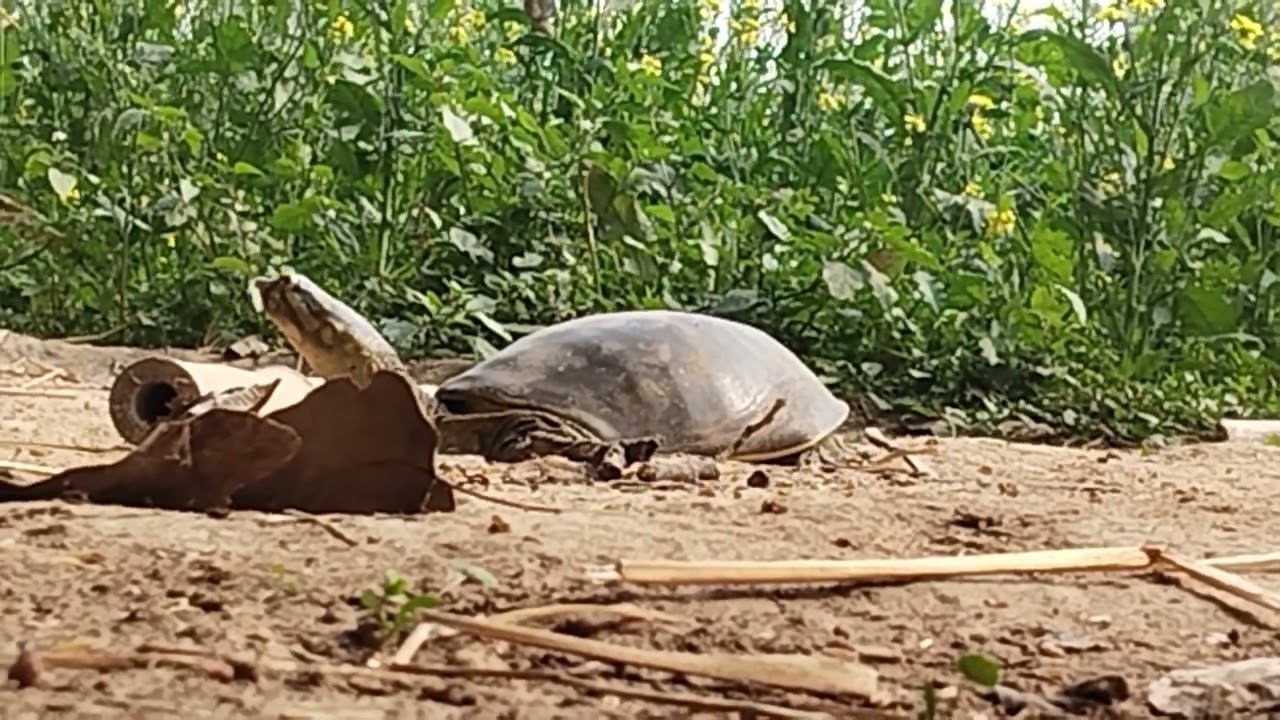 देसी कछुआ